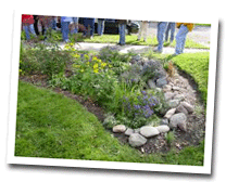 Rain Garden